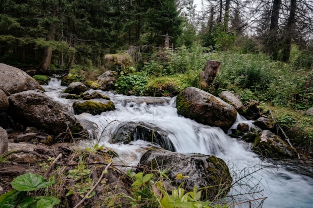 Um rio rápido flui em uma floresta de coníferas entre pedras cobertas de musgo