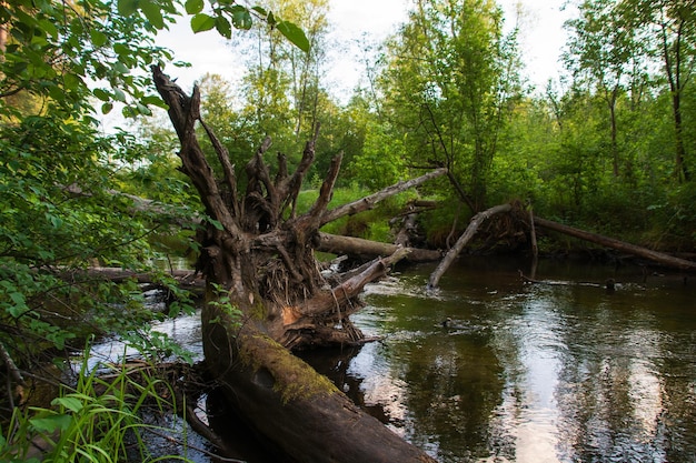 Um rio tranquilo em uma bela floresta de verão