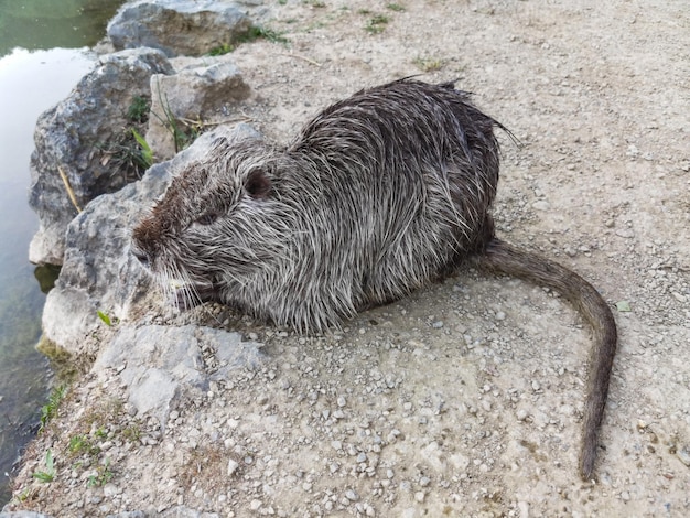 Um roedor nutria em um parque perto da cidade de Yalta Crimea 2021