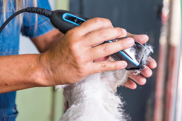 Um salão de tosa para cães com um secador de cabelo para adoção de tosa para cães