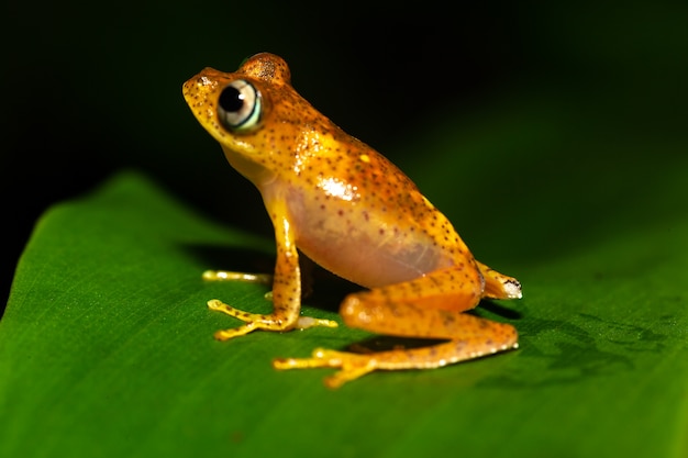 Um sapinho laranja em uma folha verde em Madagascar