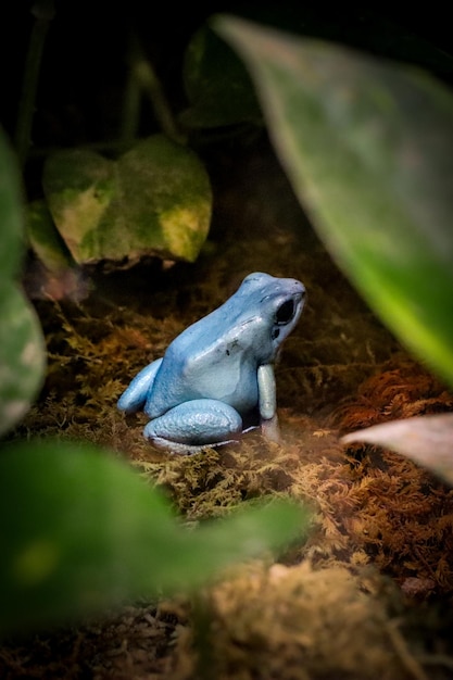 Foto um sapo azul com uma mancha branca na cabeça senta-se na sujeira