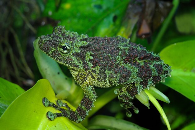 Foto um sapo com corpo verde e manchas pretas no corpo é cercado por folhas verdes.