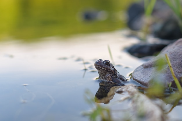 Um sapo comum senta-se em um lago à noite