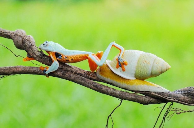 Um sapo de árvore monta um caracol albino