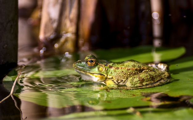 Um sapo descansando em uma folha de lótus.