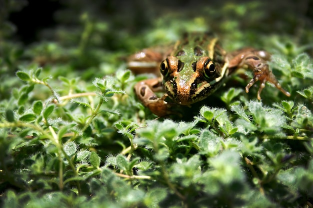 Um sapo marrom, preto e verde tenta se esconder na folhagem verde exuberante