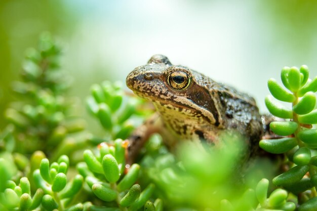 Um sapo marrom sentado em plantas verdes