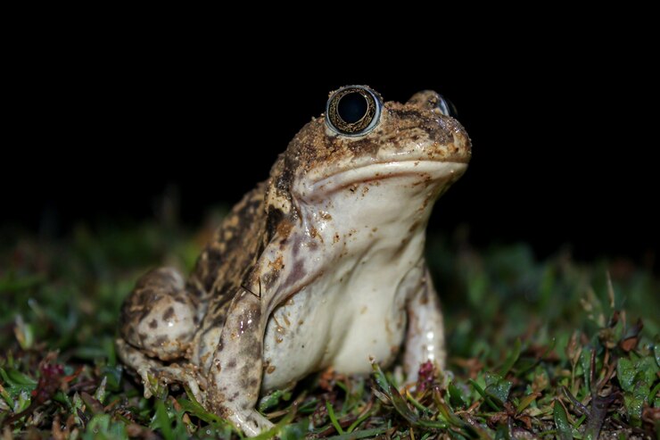 Foto um sapo na grama à noite