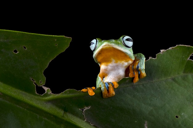 Foto um sapo que está sentado em uma folha