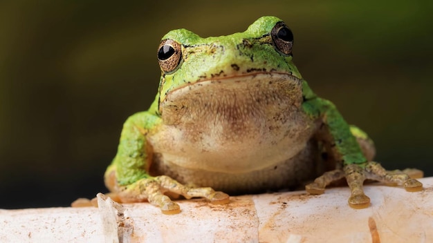 Um sapo senta-se em um pedaço de madeira