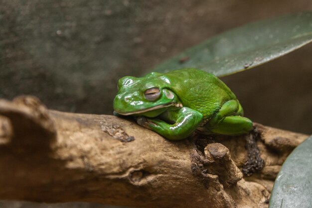 Um sapo verde senta-se em um galho