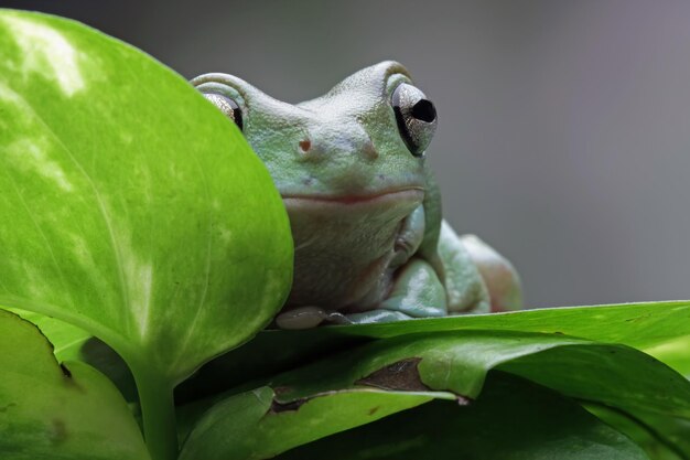 Um sapo verde senta-se em uma folha no jardim.