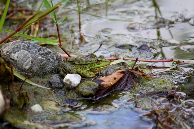 Foto um sapo verde também conhecido como sapo de água comum ou sapo comestível em uma lagoa com alguma folhagem