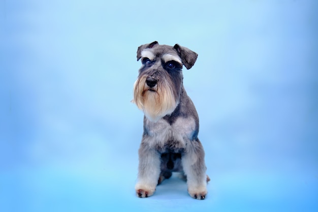 Um schnauzer miniatura após o corte fica sobre um fundo azul.