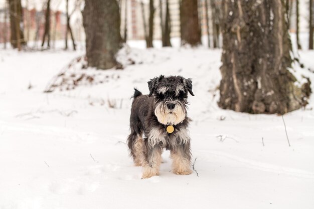 Um schnauzer preto e prateado com um destinatário em um colar vermelho caminha na neve