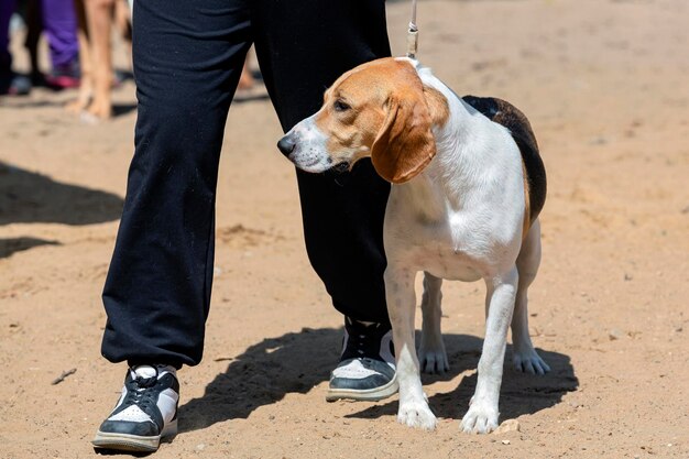 Um SchweitzerNiederlaufhund Pequeno Cão Suíço em uma exposição de cães