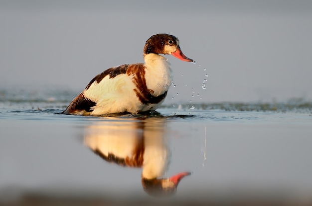 Um shelduck com banhos de prazer na ria de madrugada.