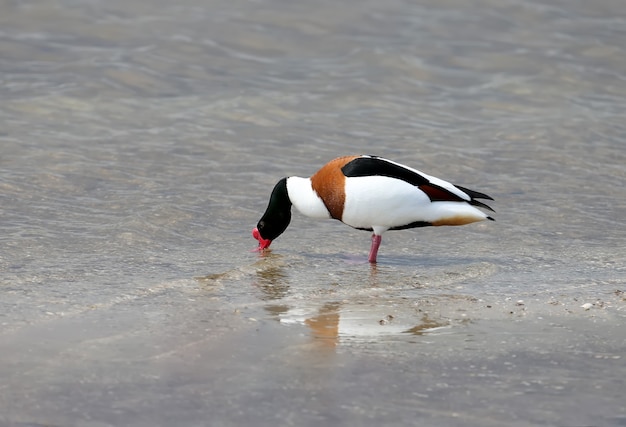 Um shelduck macho bebe água na margem do lago