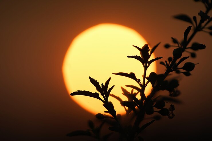 Foto um sol laranja brilhante está atrás de um arbusto com o sol atrás dele.