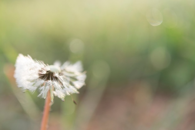 Um sonho macro-leão na luz verde