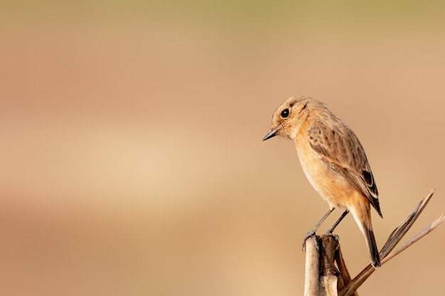 Um stonechat siberiano em um arbusto assistindo curiosamente