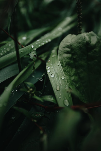 Foto um super close-up de algumas plantas verdes na floresta com gotas de chuva sobre ele fundo com espaço de cópia