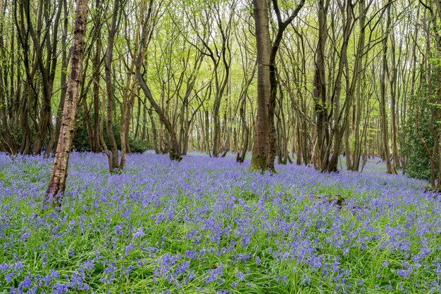 Um tapete de Sussex Bluebells