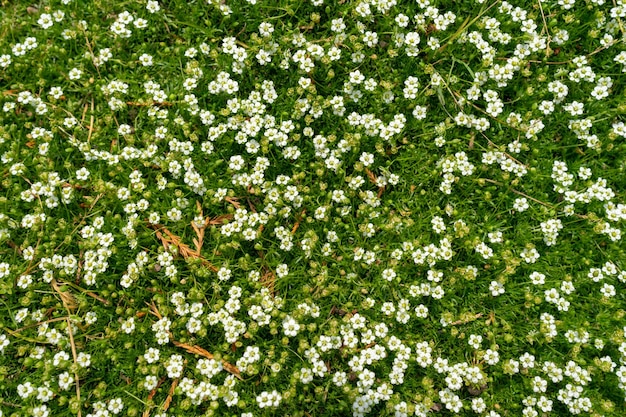 Um tapete exuberante de flores brancas de flox. Fundo natural de primavera. Muitas pequenas flores brancas no gre