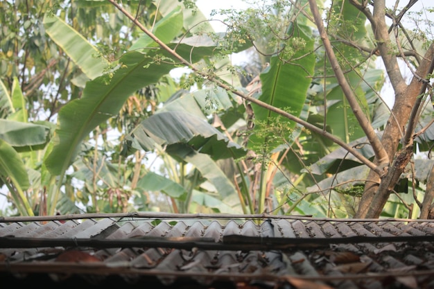 Um telhado com uma bananeira ao fundo
