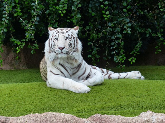 Um tigre branco deitado na grama