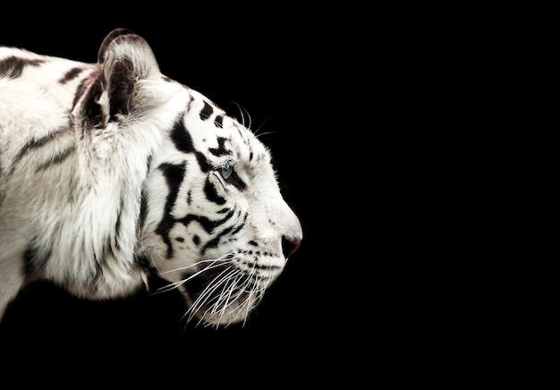 3d Renderização De Um Tigre Branco Ilustração Stock - Ilustração de raro,  grande: 234290994