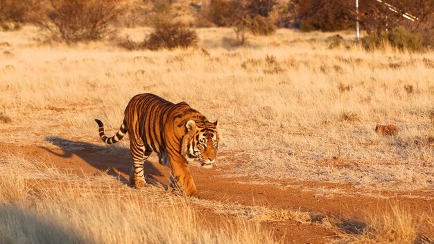 Um tigre caminha pelo deserto.