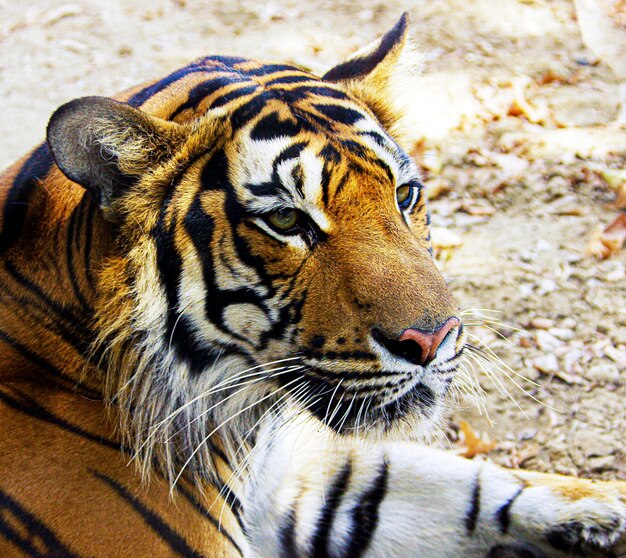 Um tigre com listras pretas e uma listra preta em seu rosto.