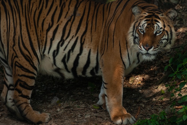 Um tigre de bengala em close-up retrato com floresta verde e fundos de pedra