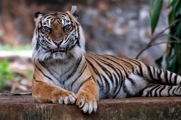 Um tigre de sumatra está a descansar.