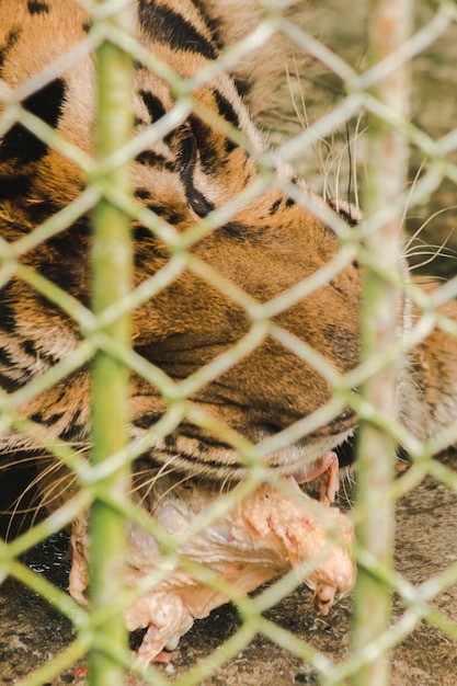 Um tigre em uma gaiola come frango cruxAxA