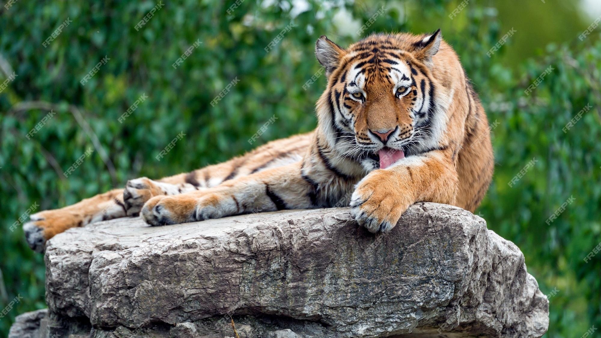 Apareceu um TIGRE em minha sala! Essa é a NOVIDADE da pesquisa do