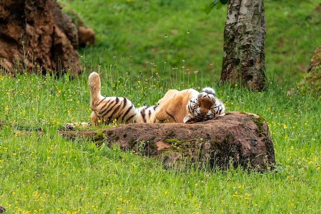 Um tigre rolando em uma pedra em um campo