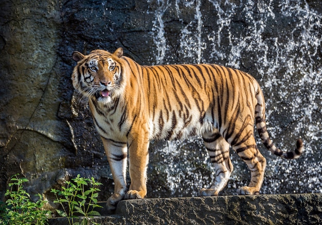 Foto um tigres fica na atmosfera da floresta