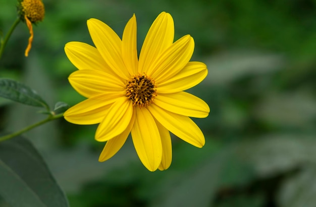 Um tiro de close-up de lindas flores amarelas de Helianthus tuberosus