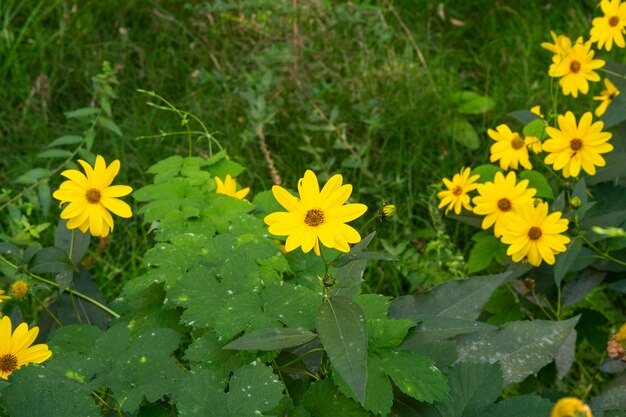 Um tiro de close-up de lindas flores amarelas de Helianthus tuberosus