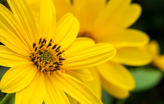 Um tiro de close-up de lindas flores amarelas de Helianthus tuberosus