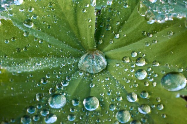 Um tiro macro de gotas de água em uma folha de planta verde