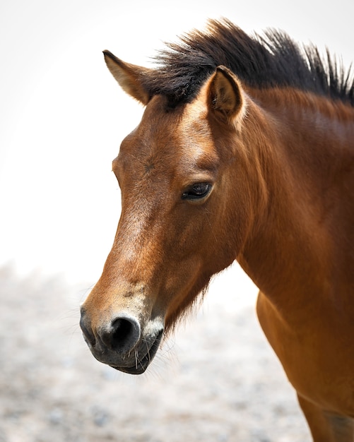 Um tiro na cabeça de um cavalo bonito