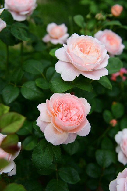 Um tiro vertical de rosas rosas inglesas Rainha da Suécia