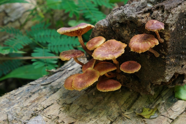 Foto um toco de árvore com cogumelos nele