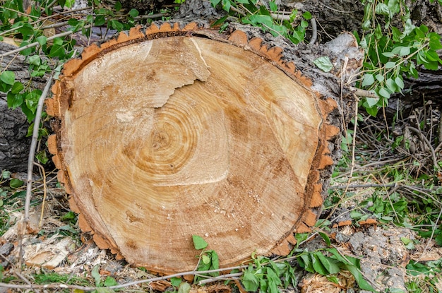 Um toco de árvore com um grande corte.