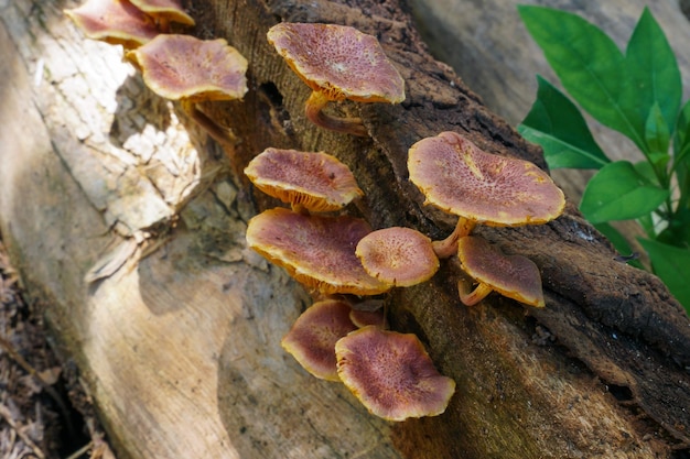 Foto um toco de árvore com um monte de cogumelos nele