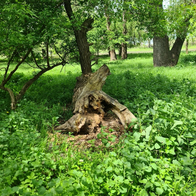 Um toco de árvore é cercado por plantas verdes e a grama está coberta de vegetação.